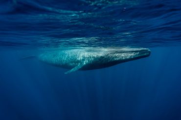 Rare Double Sighting of Giant Blue Whale Thrills Off Massachusetts Coast