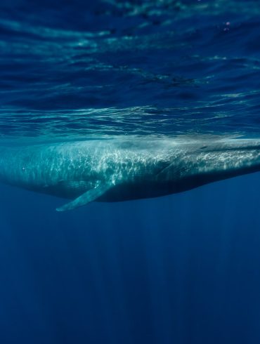 Rare Double Sighting of Giant Blue Whale Thrills Off Massachusetts Coast