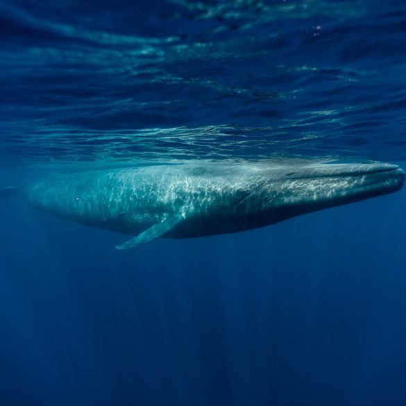 Rare Double Sighting of Giant Blue Whale Thrills Off Massachusetts Coast