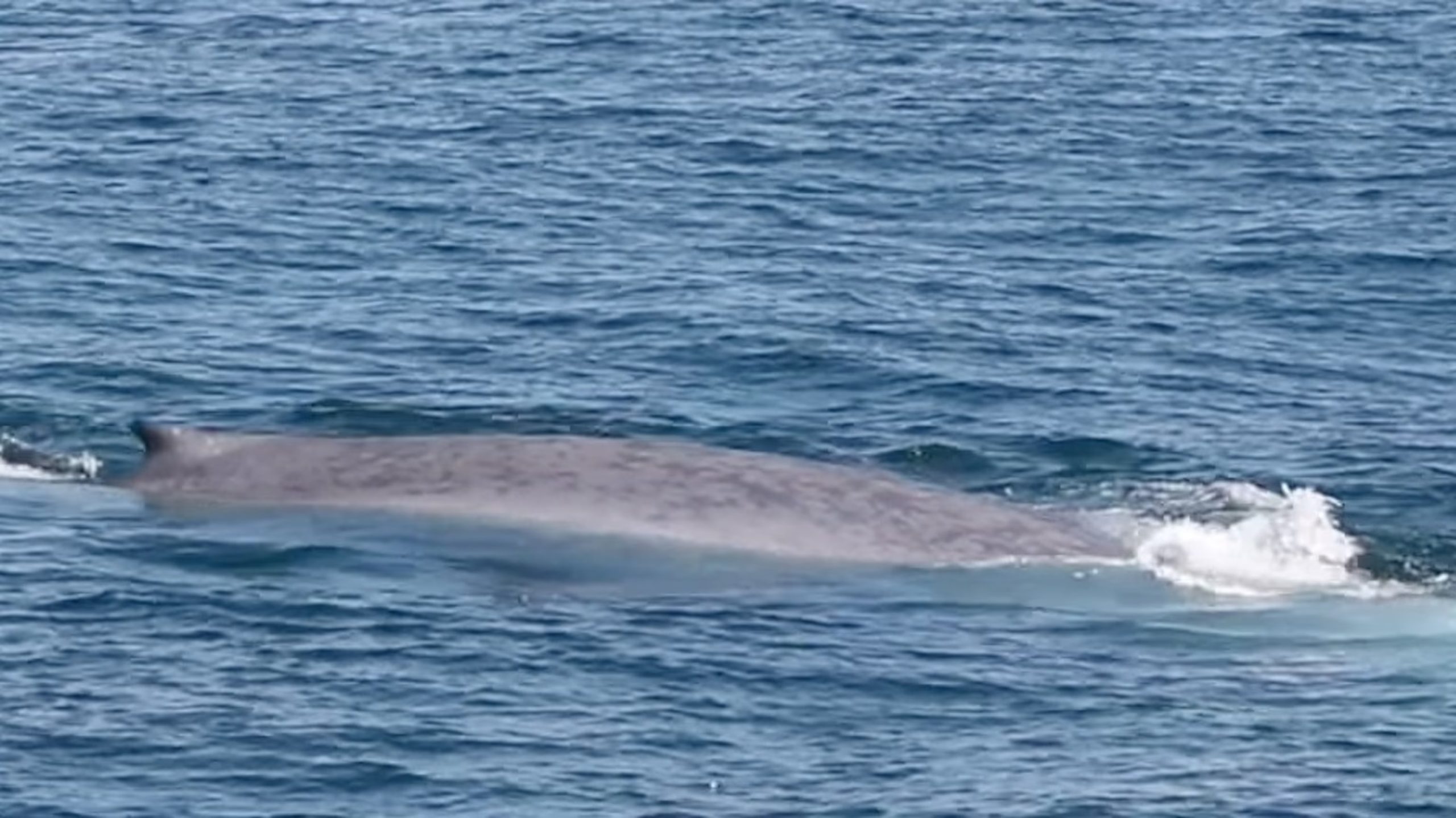 Rare Double Sighting of Giant Blue Whale Thrills Off Massachusetts Coast