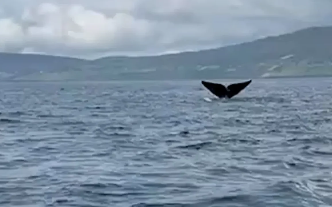 Rare North Atlantic Right Whale Spotted Off County Donegal Coast; Critical Sighting for Endangered Species