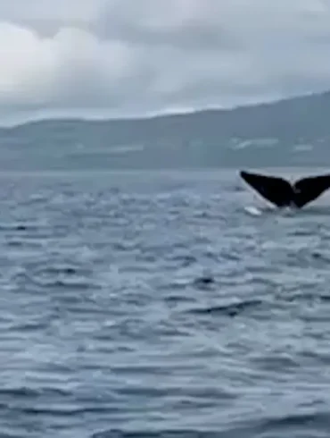 Rare North Atlantic Right Whale Spotted Off County Donegal Coast; Critical Sighting for Endangered Species