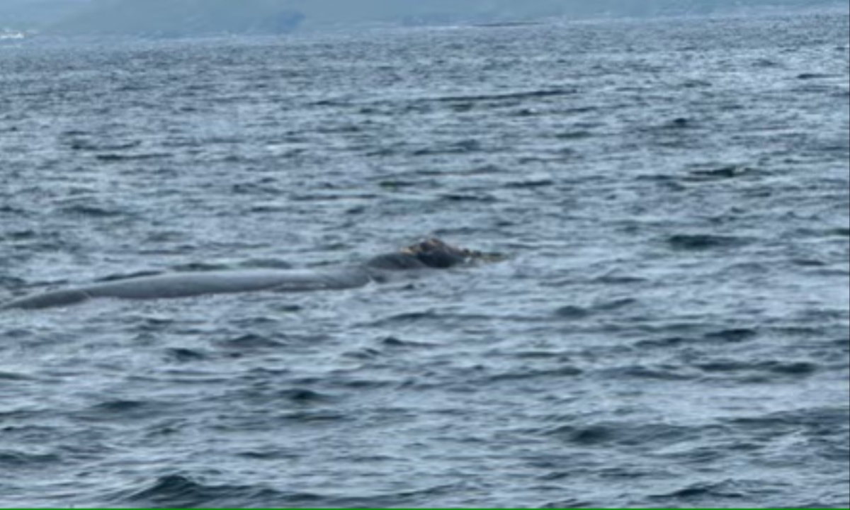 Rare North Atlantic Right Whale Spotted Off County Donegal Coast; Critical Sighting for Endangered Species