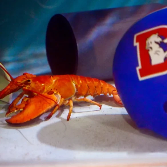 Rare Orange Lobster Named Crush Finds Sanctuary at Denver Aquarium