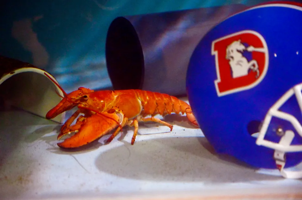 Rare Orange Lobster Named Crush Finds Sanctuary at Denver Aquarium