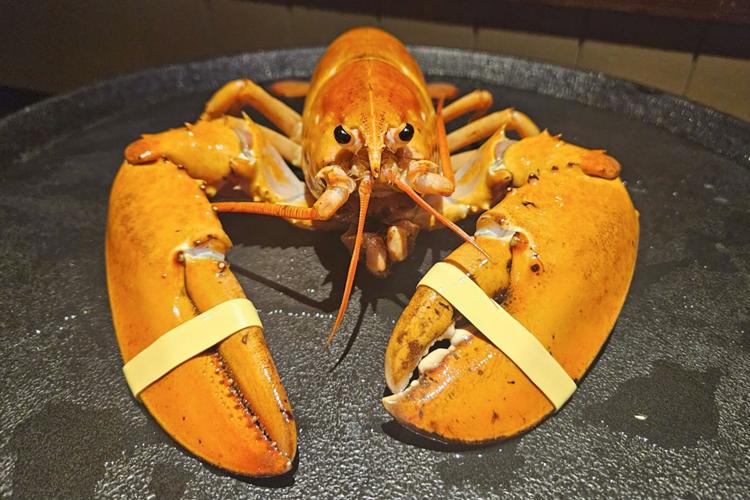 Rare Orange Lobster Named Crush Finds Sanctuary at Denver Aquarium