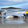 Rare Spade-Toothed Whale Discovery Reveals New Scientific Frontiers