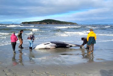 Rare Spade-Toothed Whale Discovery Reveals New Scientific Frontiers