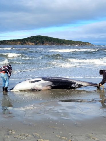 Rare Spade-Toothed Whale Discovery Reveals New Scientific Frontiers