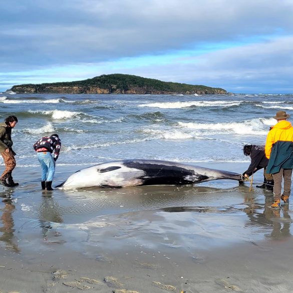 Rare Spade-Toothed Whale Discovery Reveals New Scientific Frontiers