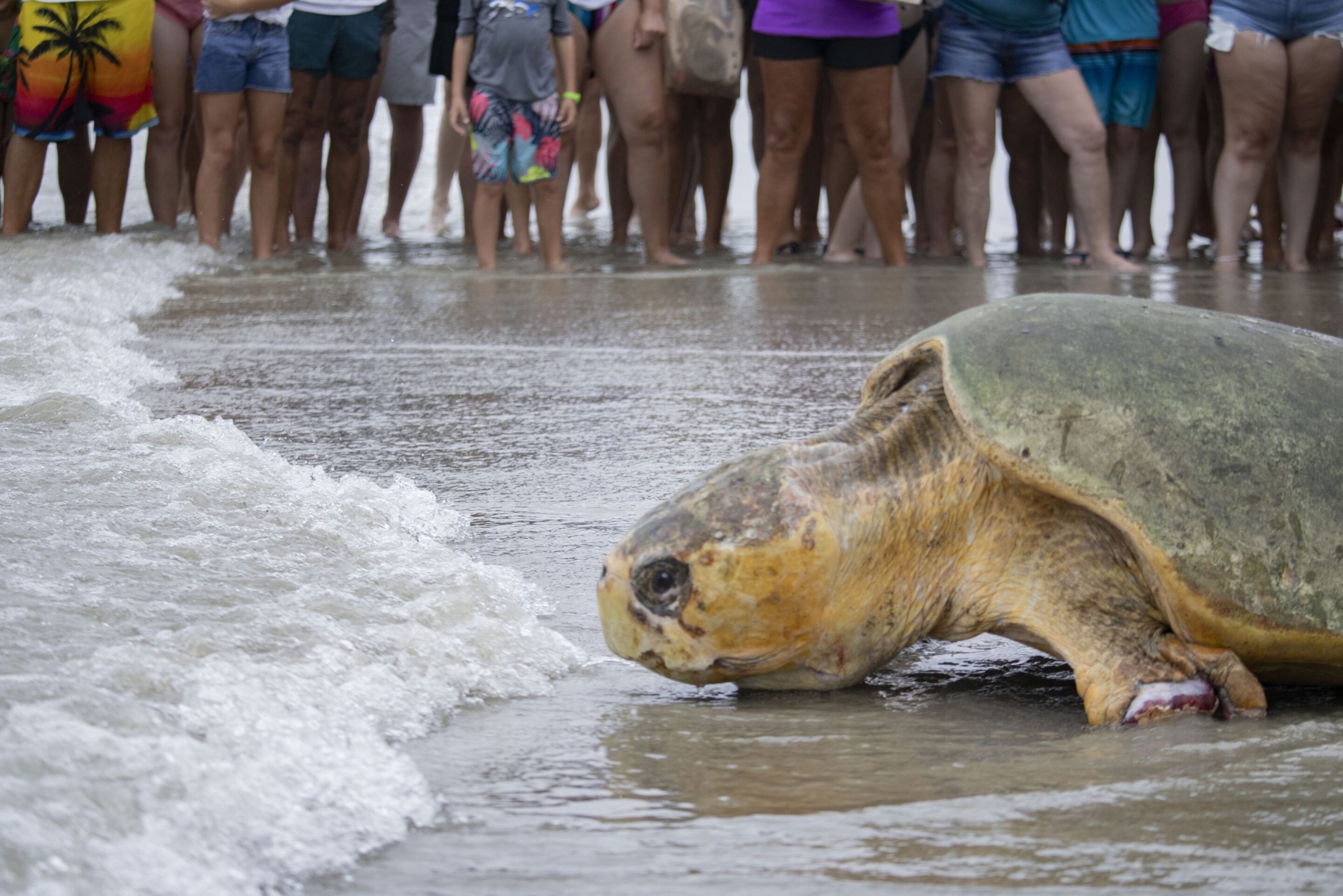 Recovered Sea Turtle Bubba Returns to Atlantic Ocean After Rehabilitation at Brevard Zoo