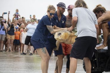 Recovered Sea Turtle Bubba Returns to Atlantic Ocean After Rehabilitation at Brevard Zoo