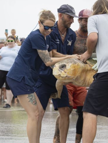 Recovered Sea Turtle Bubba Returns to Atlantic Ocean After Rehabilitation at Brevard Zoo