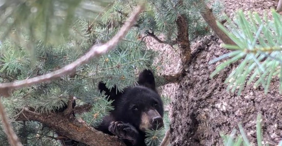 Rescued Orphan Bear Cub Gets Second Chance Thanks to Cheyenne Mountain Zoo and Colorado Parks and Wildlife