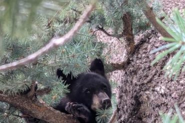 Rescued Orphan Bear Cub Gets Second Chance Thanks to Cheyenne Mountain Zoo and Colorado Parks and Wildlife