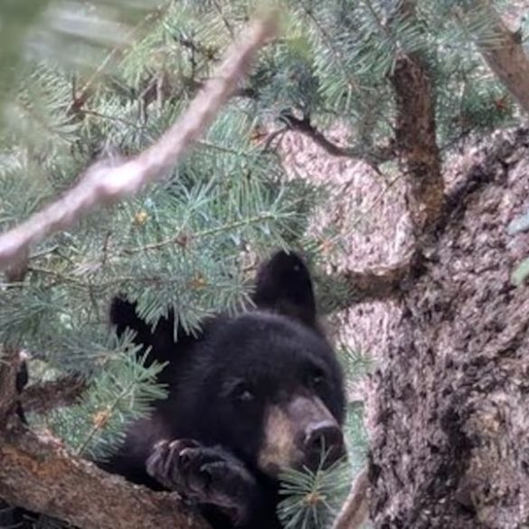 Rescued Orphan Bear Cub Gets Second Chance Thanks to Cheyenne Mountain Zoo and Colorado Parks and Wildlife