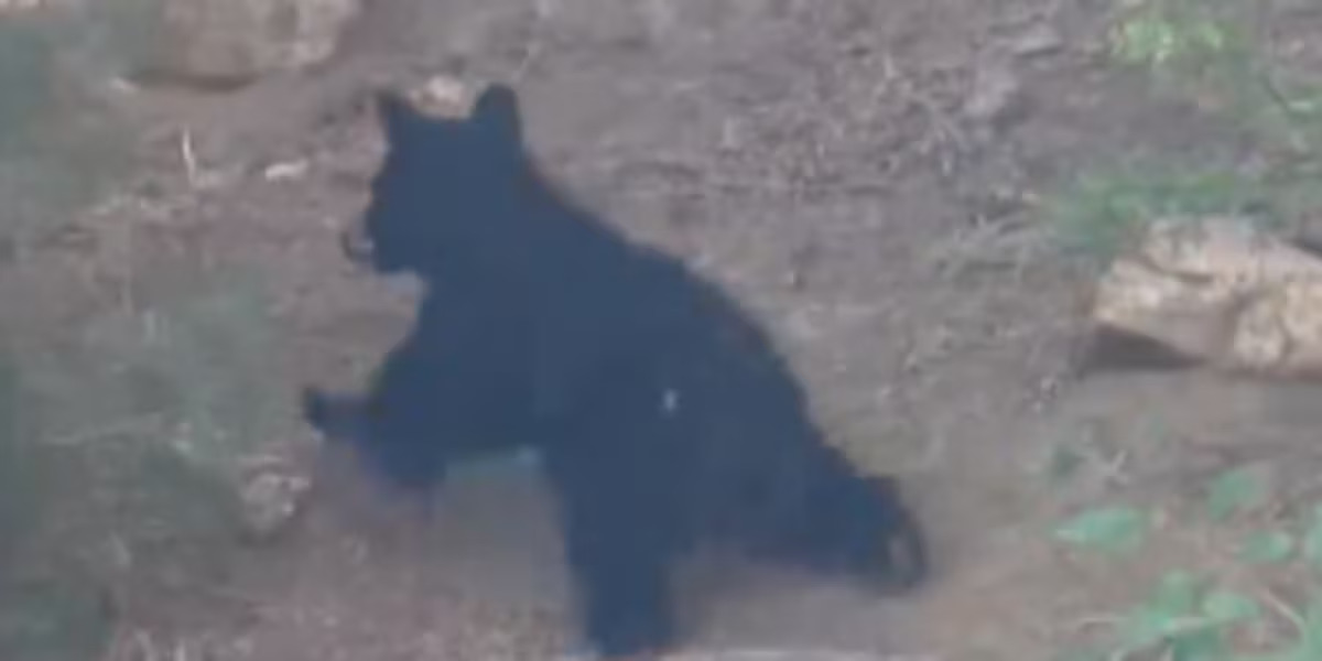 Rescued Orphan Bear Cub Gets Second Chance Thanks to Cheyenne Mountain Zoo and Colorado Parks and Wildlife