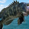 Rising Temperatures Fuel Black Sea Bass Boom, Disrupting Coastal Ecosystems and Fisheries Along the Northeast Atlantic