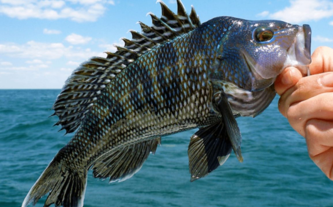 Rising Temperatures Fuel Black Sea Bass Boom, Disrupting Coastal Ecosystems and Fisheries Along the Northeast Atlantic