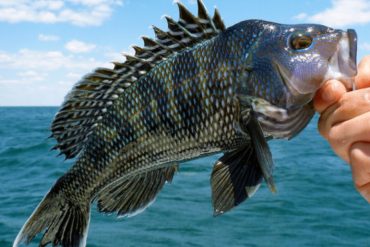 Rising Temperatures Fuel Black Sea Bass Boom, Disrupting Coastal Ecosystems and Fisheries Along the Northeast Atlantic