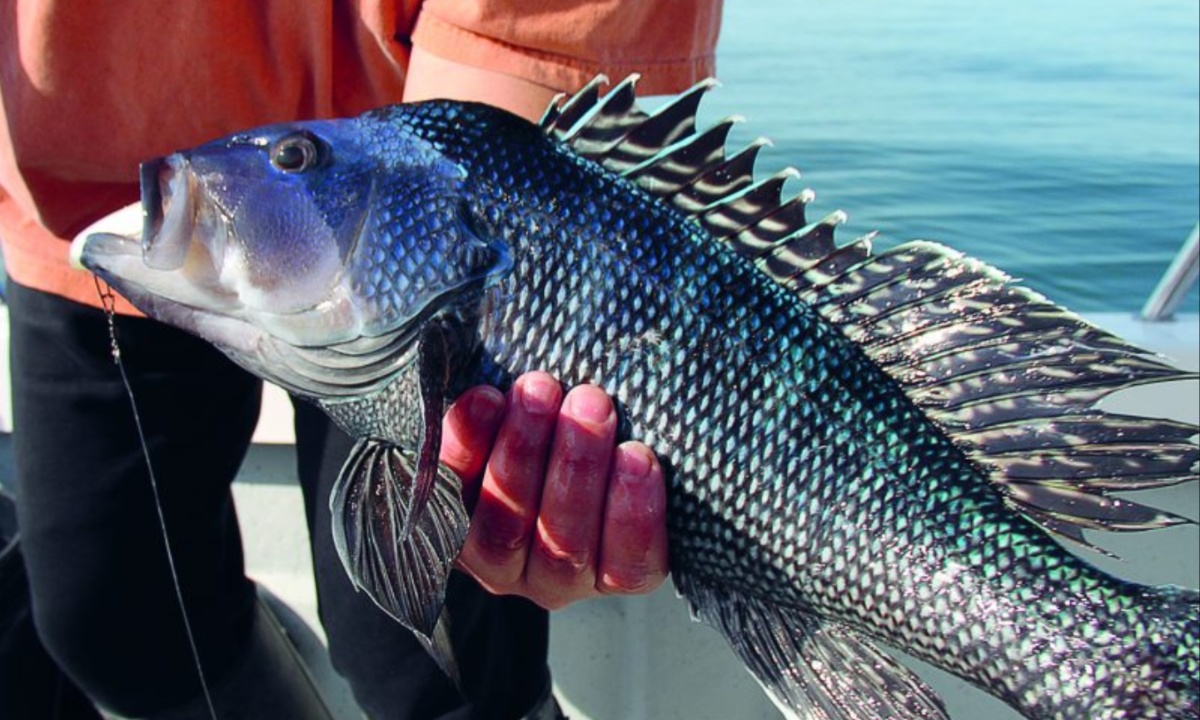 Rising Temperatures Fuel Black Sea Bass Boom, Disrupting Coastal Ecosystems and Fisheries Along the Northeast Atlantic