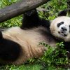 San Diego Zoo Welcomes Rare Giant Pandas Yun Chuan and Xin Bao from China