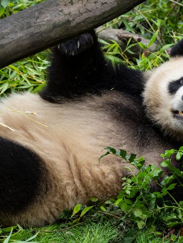 San Diego Zoo Welcomes Rare Giant Pandas Yun Chuan and Xin Bao from China