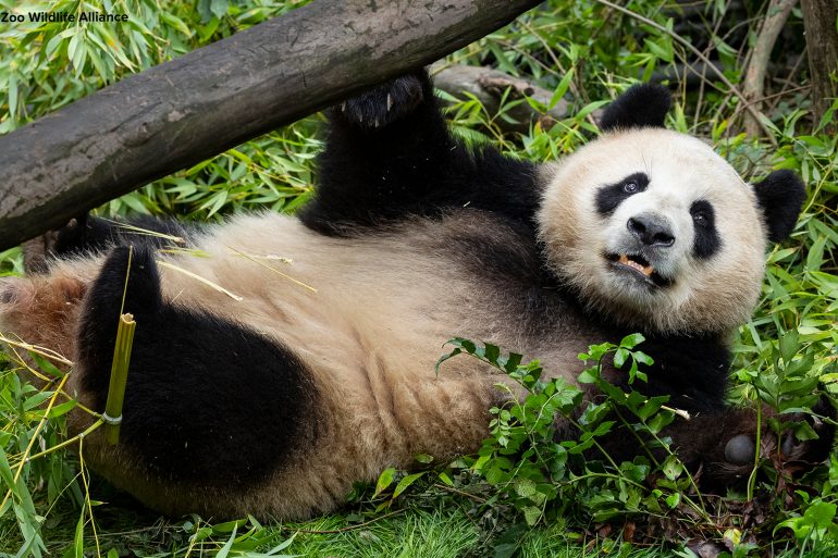 San Diego Zoo Welcomes Rare Giant Pandas Yun Chuan and Xin Bao from China