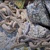 Scientists Livestream Rattlesnake "Mega Den" in Colorado to Study Behavior and Educate Public