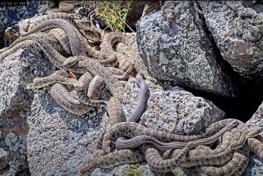 Scientists Livestream Rattlesnake "Mega Den" in Colorado to Study Behavior and Educate Public