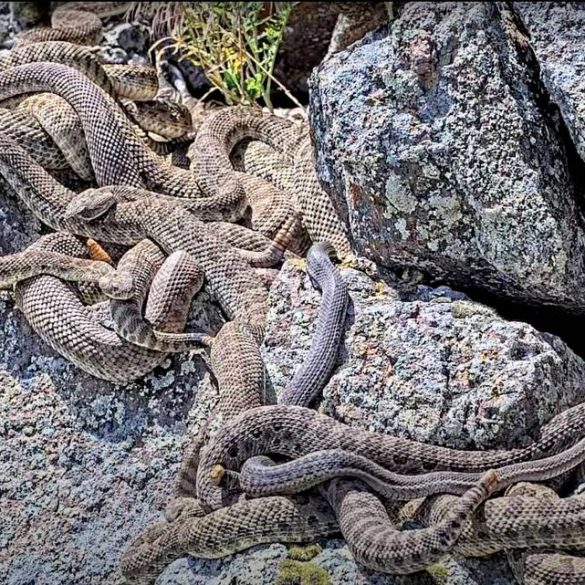 Scientists Livestream Rattlesnake "Mega Den" in Colorado to Study Behavior and Educate Public