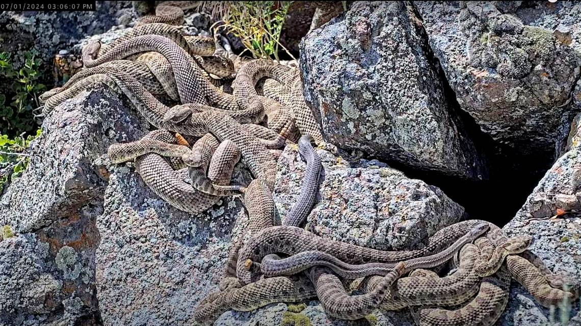 Scientists Livestream Rattlesnake "Mega Den" in Colorado to Study Behavior and Educate Public