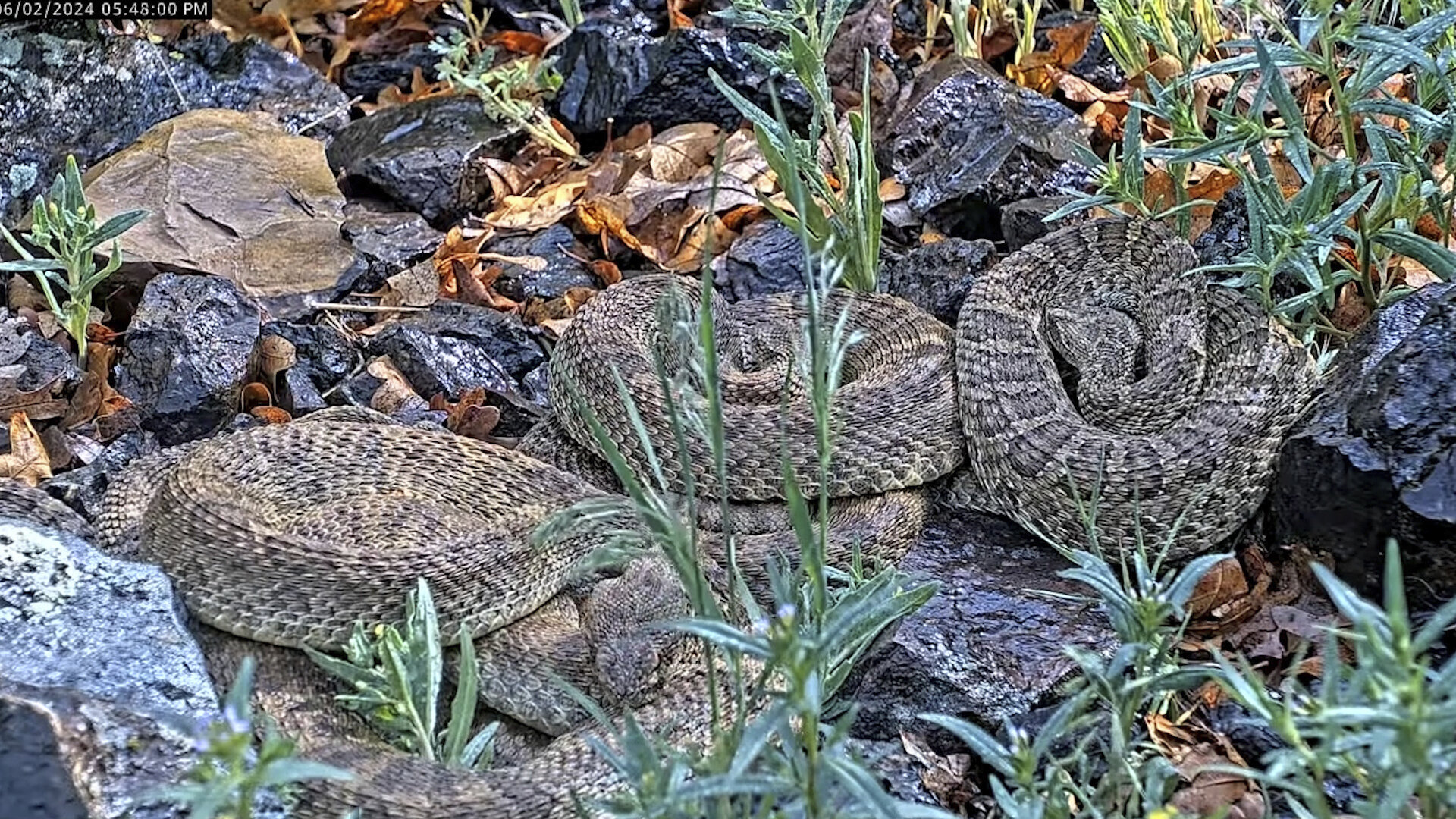 Scientists Livestream Rattlesnake "Mega Den" in Colorado to Study Behavior and Educate Public