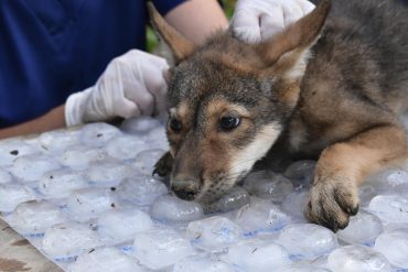 St. Louis Zoo Celebrates Birth of Four Endangered American Red Wolf Pups, Boosting Conservation Efforts