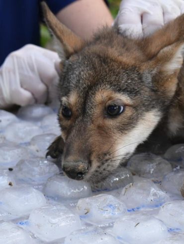 St. Louis Zoo Celebrates Birth of Four Endangered American Red Wolf Pups, Boosting Conservation Efforts