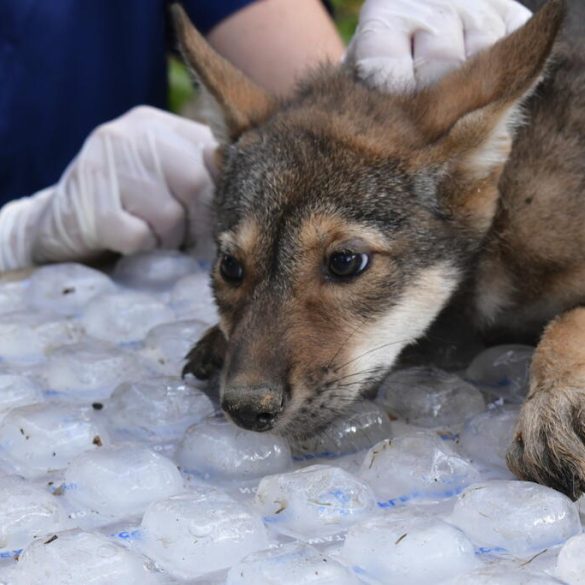 St. Louis Zoo Celebrates Birth of Four Endangered American Red Wolf Pups, Boosting Conservation Efforts