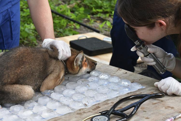 St. Louis Zoo Celebrates Birth of Four Endangered American Red Wolf Pups, Boosting Conservation Efforts