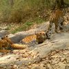 Thailand's Tiger Population Thrives in WEFCOM with Effective Conservation Efforts