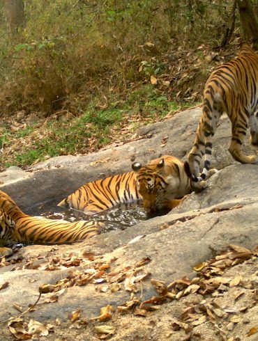 Thailand's Tiger Population Thrives in WEFCOM with Effective Conservation Efforts