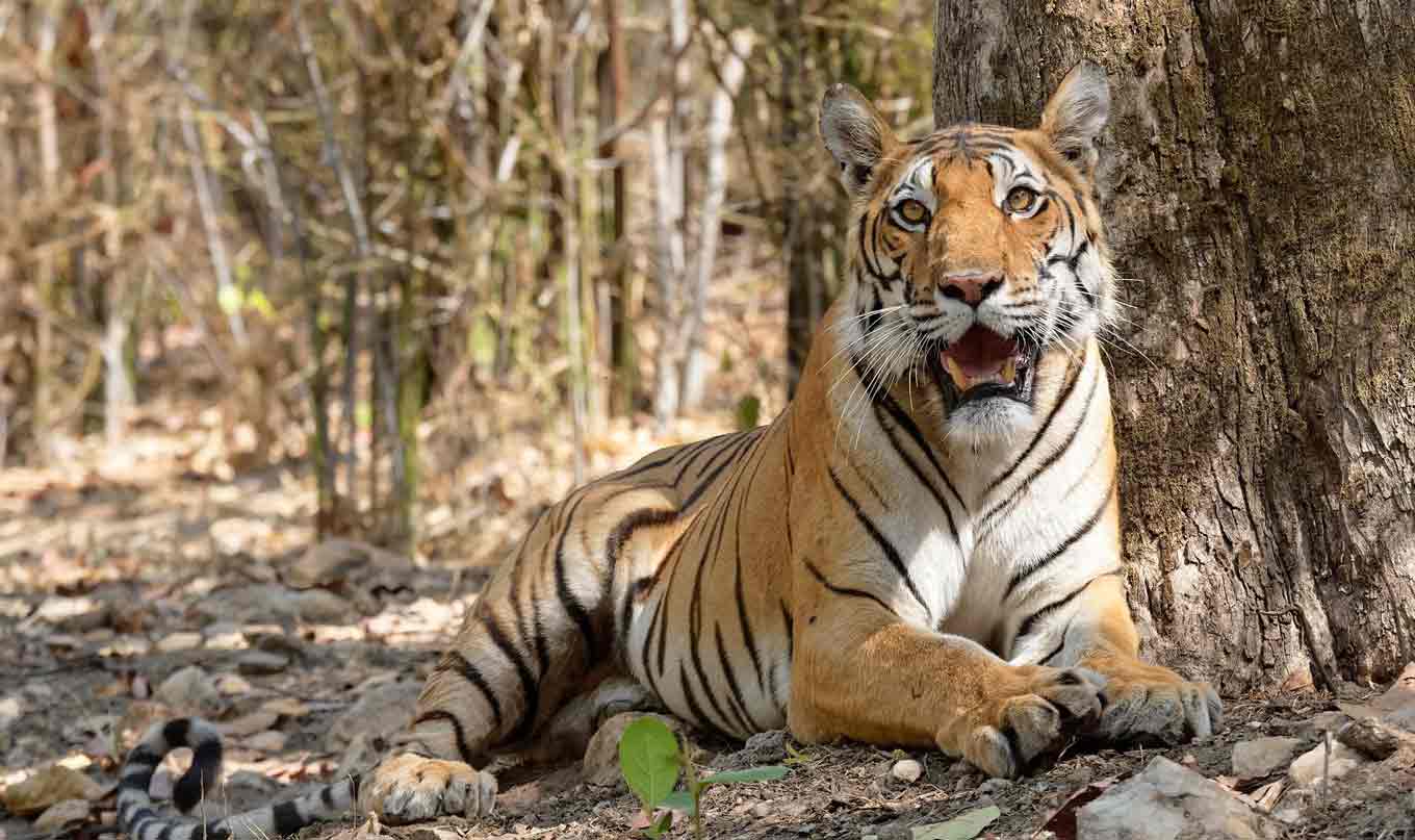 Thailand's Tiger Population Thrives in WEFCOM with Effective Conservation Efforts