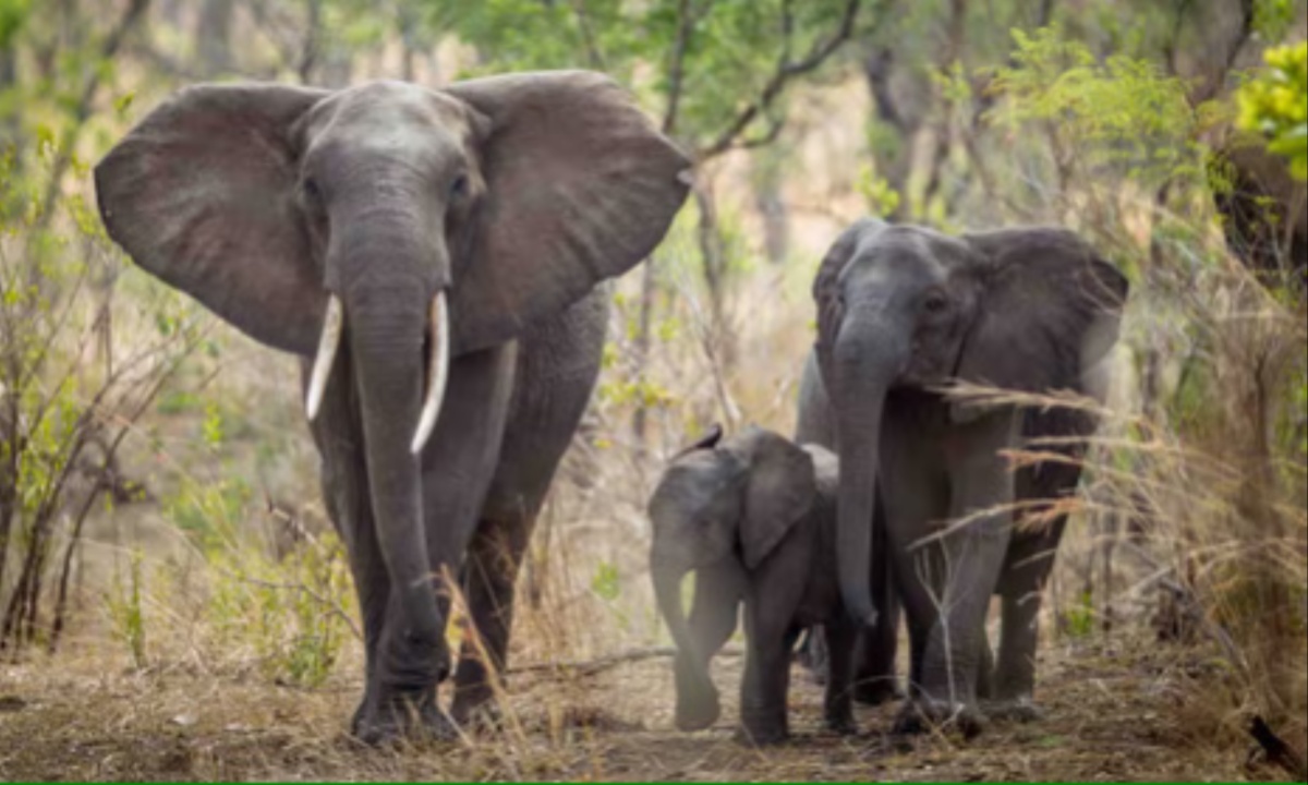 Tragic Death of Spanish Tourist Trampled By Elephants in South African Wildlife Park Incident