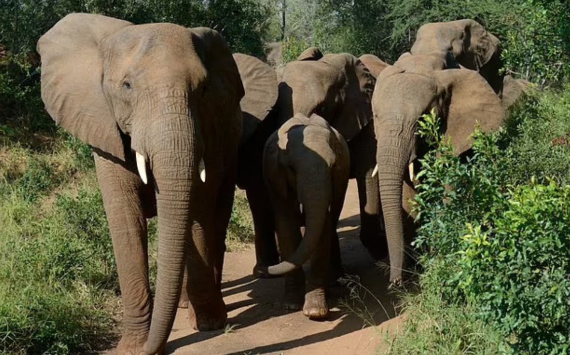 Tragic Death of Spanish Tourist Trampled By Elephants in South African Wildlife Park Incident