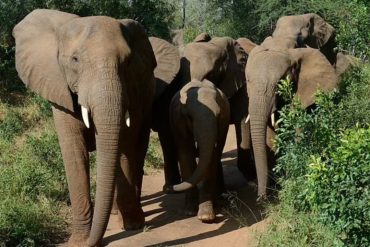 Tragic Death of Spanish Tourist Trampled By Elephants in South African Wildlife Park Incident