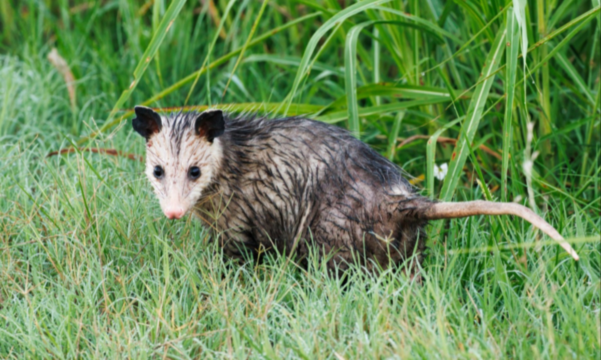 Unexpected Opossum Encounter in Honolulu Prompts Rapid Response and Public Safety Measures