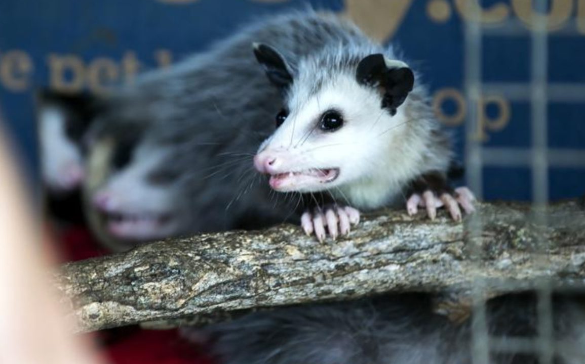 Unexpected Opossum Encounter in Honolulu Prompts Rapid Response and Public Safety Measures