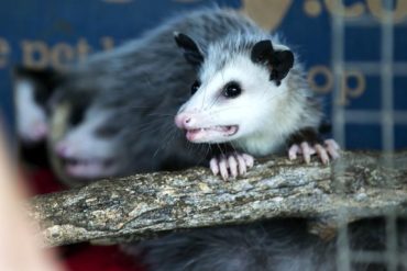 Unexpected Opossum Encounter in Honolulu Prompts Rapid Response and Public Safety Measures