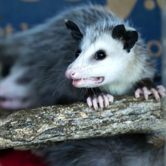 Unexpected Opossum Encounter in Honolulu Prompts Rapid Response and Public Safety Measures