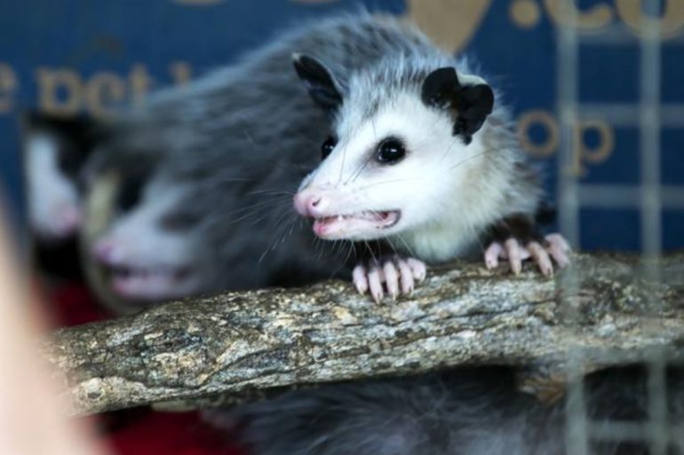 Unexpected Opossum Encounter in Honolulu Prompts Rapid Response and Public Safety Measures