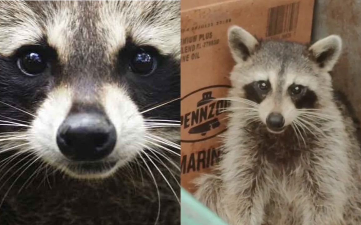 Warren Police Investigate Alleged Burning Alive of Two Raccoons