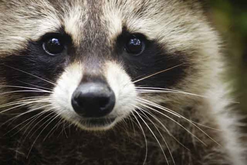 Warren Police Investigate Alleged Burning Alive of Two Raccoons